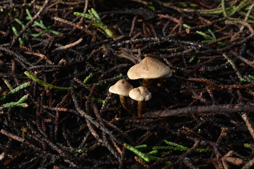 Pseudobaeospora aphana image