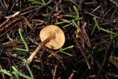 Pseudobaeospora aphana image