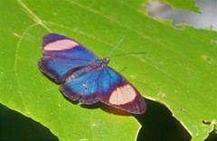 Batesia hypochlora