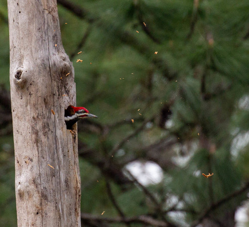 Pileated Woodpecker photographed in Alabama