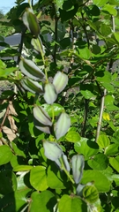 Dioscorea antaly image