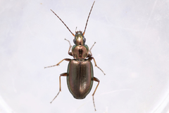 Agonum muelleri