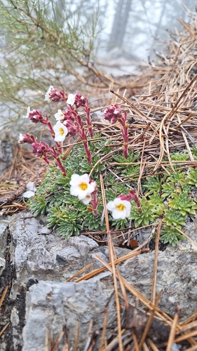 Saxifraga scardica, photograph 2