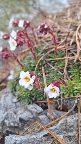 Saxifraga scardica, photograph 3