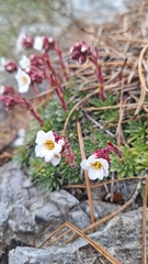 Saxifraga scardica, photograph (c) Violetta Dzizyurova, some rights reserved (CC BY)
