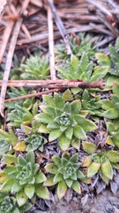 Saxifraga scardica, photograph (c) Violetta Dzizyurova, some rights reserved (CC BY)