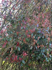 Photinia × fraseri