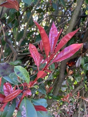 Photinia × fraseri