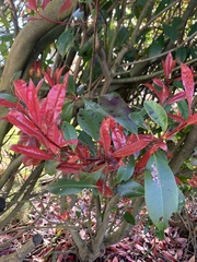 Photinia × fraseri