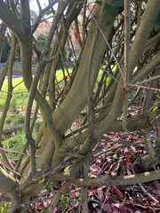 Photinia × fraseri