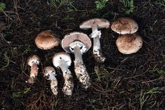 Agaricus brunneofibrillosus