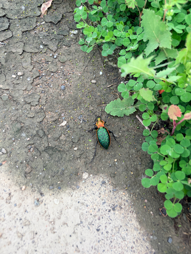Carabus lafossei