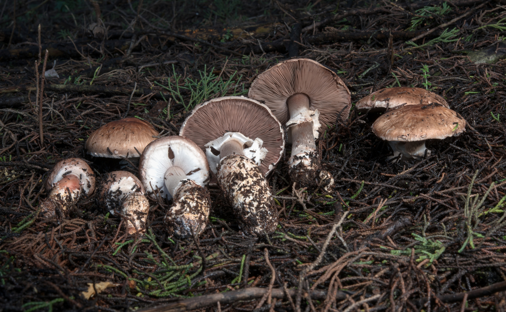 Bleeding Brown Cypress Agaricus