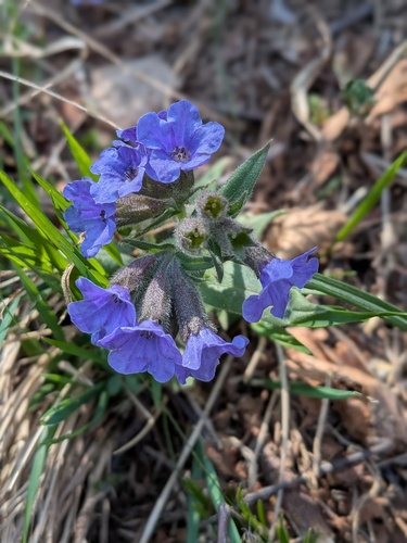 Pulmonaria australis