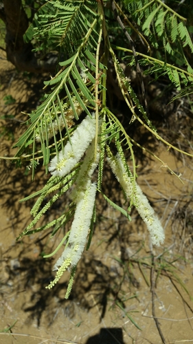 Acacia menabeensis