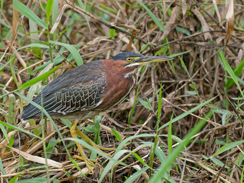 Green Heron