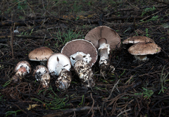 Agaricus brunneofibrillosus
