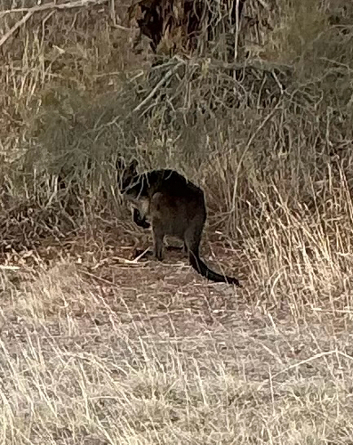 Swamp Wallaby