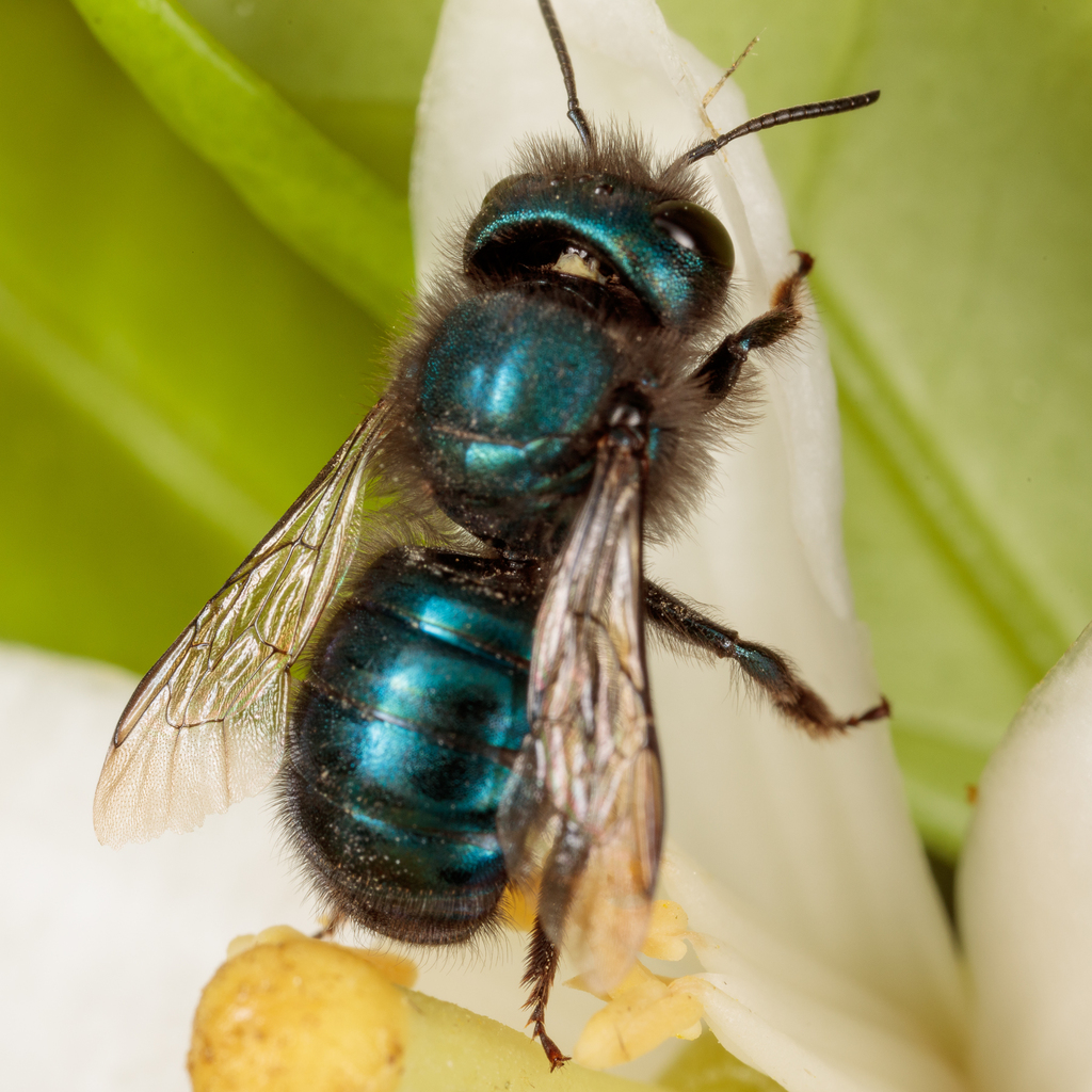 Currant Orchard Bee (Arthropods of the Jordan River Nature Center ...