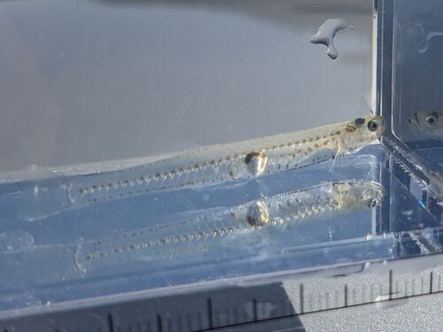 Ice goby (Leucopsarion petersii) — Gobiidae — 5