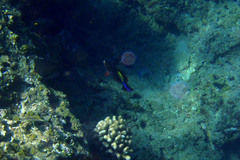 Labroides phthirophagus