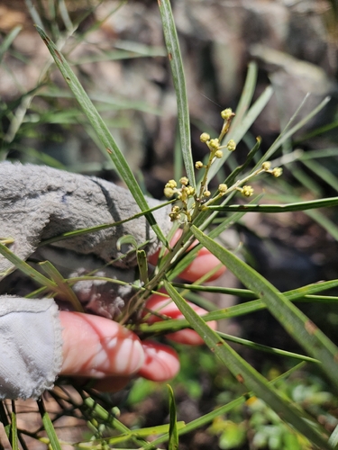 Acacia pubicosta