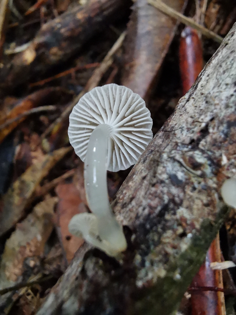 Roridomyces austrororidus · April 2026 · photo: © luisa5719 (iNaturalist, cc-by)