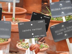 Bellevalia mauritanica