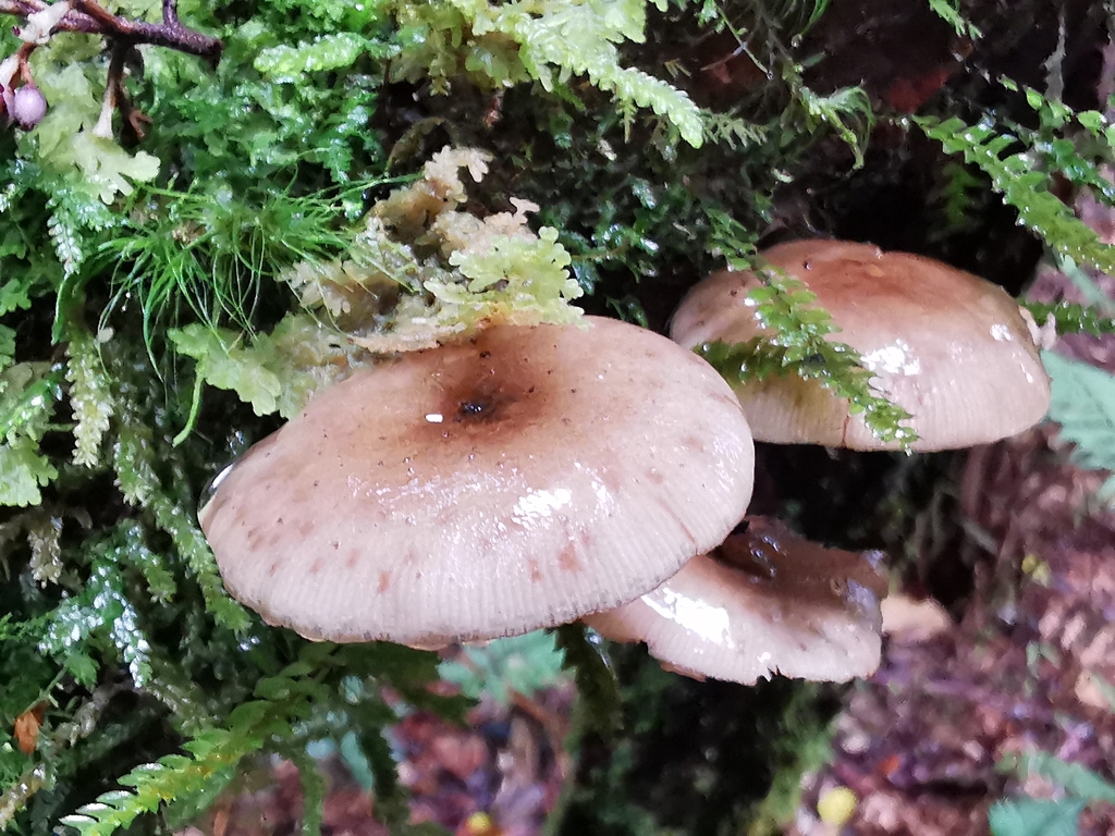 Armillaria novae-zelandiae · April 2026 · photo: © luisa5719 (iNaturalist, cc-by)