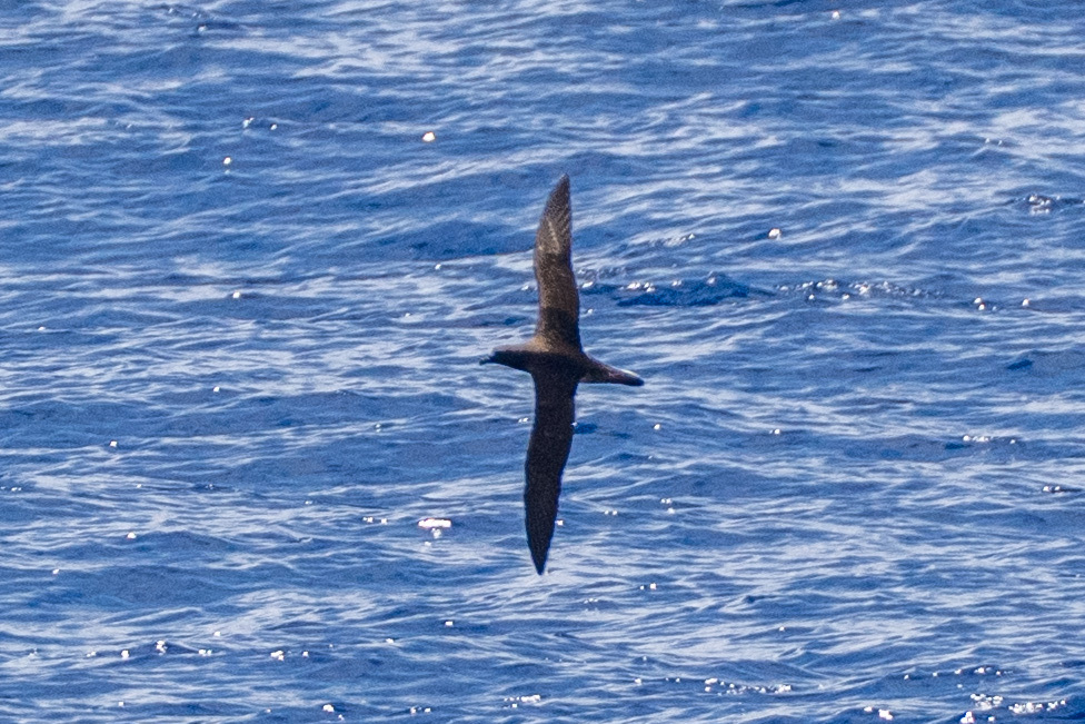 Tahiti Petrel (Pseudobulweria rostrata), photo 2