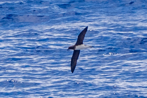 Tahiti Petrel (Pseudobulweria rostrata), photo 1