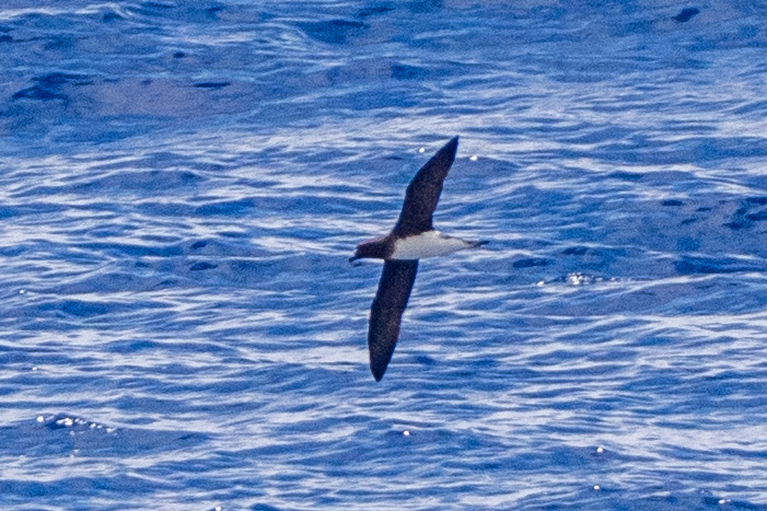 Tahiti Petrel (Pseudobulweria rostrata), photo 1