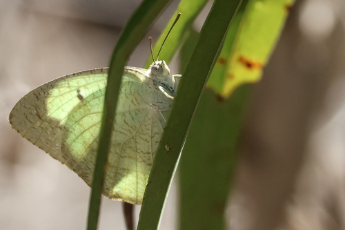 Mottled Emigrant