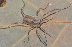 Odiellus troguloides