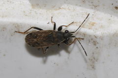 Peritrechus gracilicornis