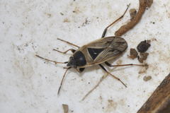 Xanthochilus quadratus