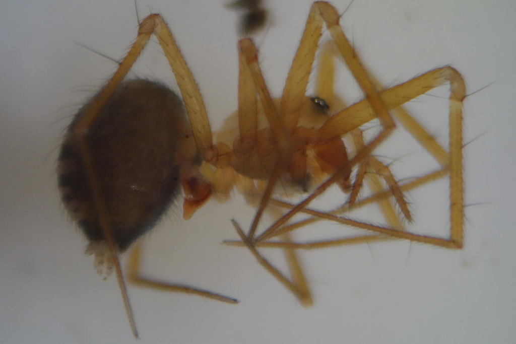 Palliduphantes sanctivincenti