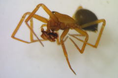 Centromerus pabulator