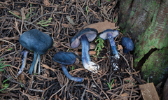 Entoloma subcarneum