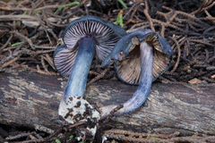 Entoloma subcarneum