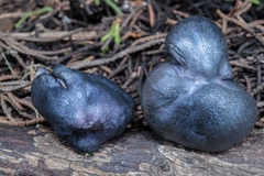 Entoloma subcarneum
