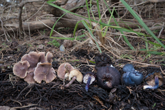 Entoloma subcarneum