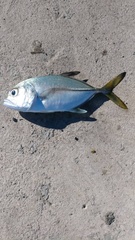 Caranx latus