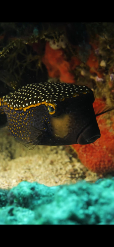 Ostracion meleagris