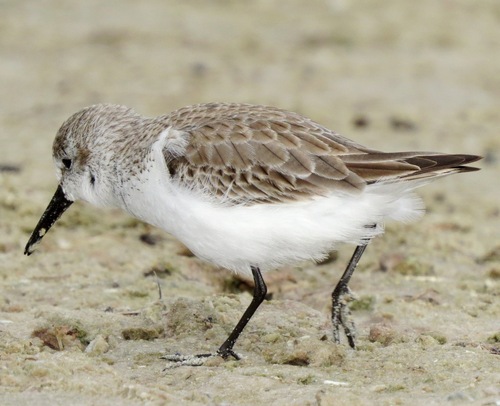 Western Sandpiper, photo 4 of 10