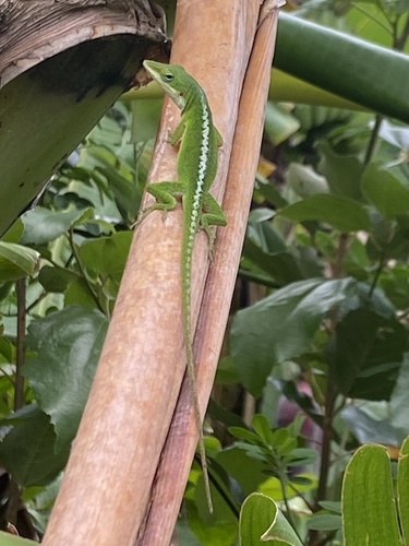Anolis carolinensis observed 2026-04-11
