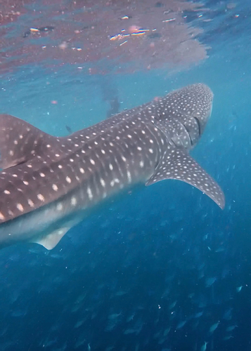 Whale Shark