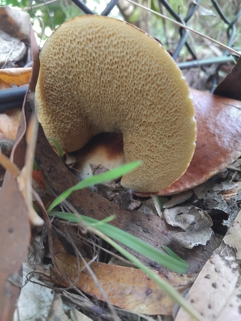 Suillus granulatus · April 2026 · photo: © sofiazed1 (iNaturalist, cc-by)
