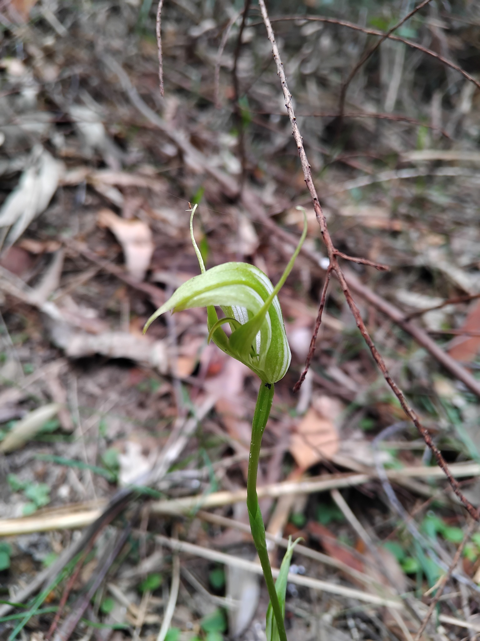 Sharp Greenhood (Pterostylis acuminata)