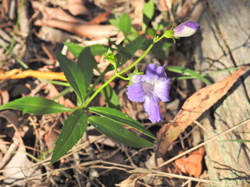 koala bells (Artanema fimbriatum)
